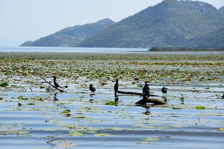 Lake Skadar birds
