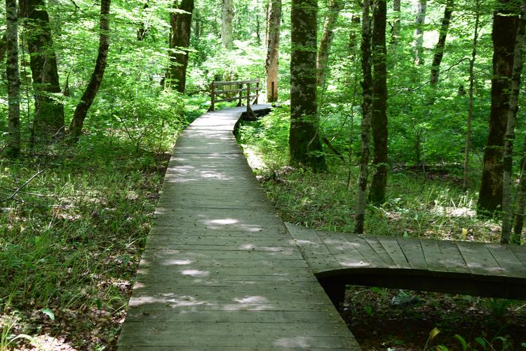 Wooden pathways in Biogradska Gora